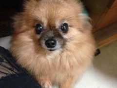 -彩虹桥宠物火化殡葬善终服务(金乐大厦店)