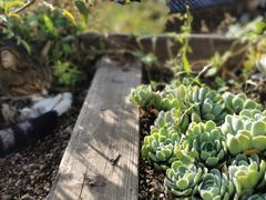 -喵屿·大理花园猫咖