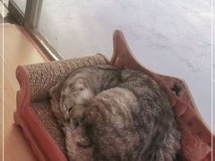 -猫咪派对(江南西店)
