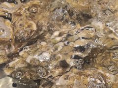 -老虎滩船说·海胆水饺·大连海鲜(老虎滩店)