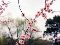 -顾村公园
