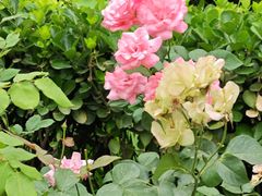 -元大都城垣遗址公园