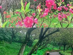 -南山植物园