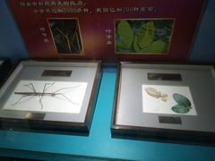 -上海昆虫博物馆