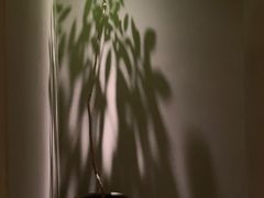 -青桃餐厅