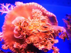 -乌鲁木齐海洋馆