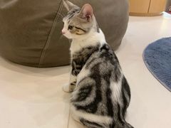 -飞行喵MR PILOT|猫舍·猫咖(静安大融城店)