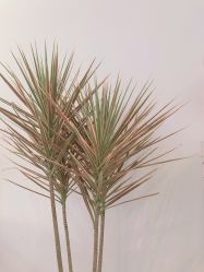 -SalonRivelin 沙龙瑞菱