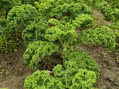 -中国天府农业博览园