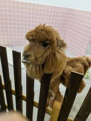 -Moni星球萌宠·小马宝莉·灵蛇·高端高阶全萌宠互动体验俱乐部(红豆国际广场店)