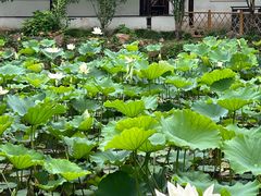-上海醉白池公园