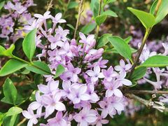 -国家植物园南园