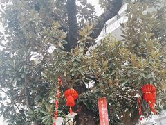 -上海市中医医院(石门路院区)