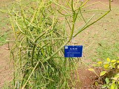 -中国科学院西双版纳热带植物园
