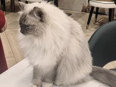 -安格丽娜·狗咖·猫咖羊驼咖(春熙路百盛商场店)