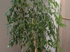 -怡情荟•海鲜青岛菜(五四广场旗舰店)