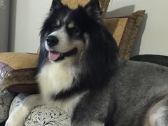 -爱侣宠医·鹦鹉专科·小型哺乳类·异宠专科(灵石路店)