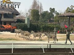 -上海野生动物园老虎餐厅