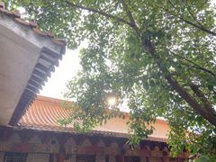 -深圳仙湖植物园
