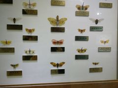 -上海昆虫博物馆