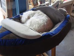 -Babycat私家御饼屋(龙头路一店)