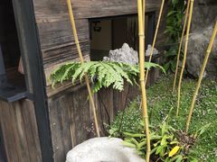 -上海鲜花港