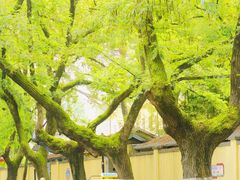 -颐和路民国时期公馆风貌区