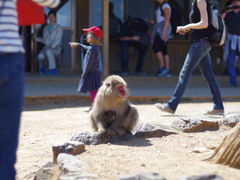 -岚山猴子公园