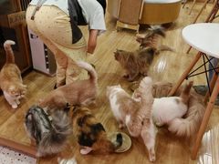 -滚猫咖啡·猫咖·猫友好撸猫(未来城店)