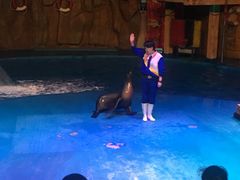 -烟台海昌鲸鲨海洋公园