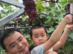 -马陆小张葡萄园农家乐