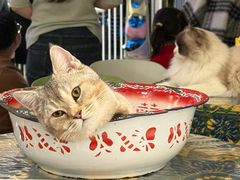 -平行世界·猫咖(首经贸店)