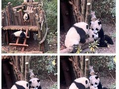 -成都大熊猫繁育研究基地