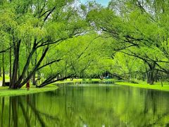 -上海共青森林公园