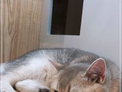 -山宅一喵德文卷毛猫舍