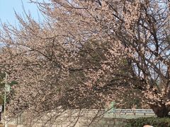 -国际非物质文化遗产博览园