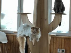 -猫的茶·猫咖