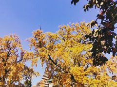 -北京石刻艺术博物馆(五塔寺)