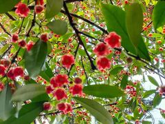 -东山雕花楼