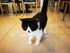 -平行世界·猫咖(首经贸店)