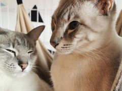 -Cappucimeow猫咪咖啡馆(韦伯时代店)