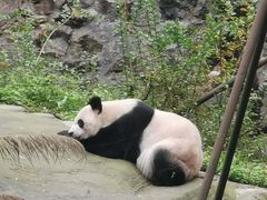 -都江堰中华大熊猫苑
