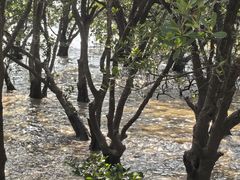 -宝安西湾红树林湿地公园