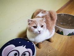 -Meowの猫咖(万家丽店)