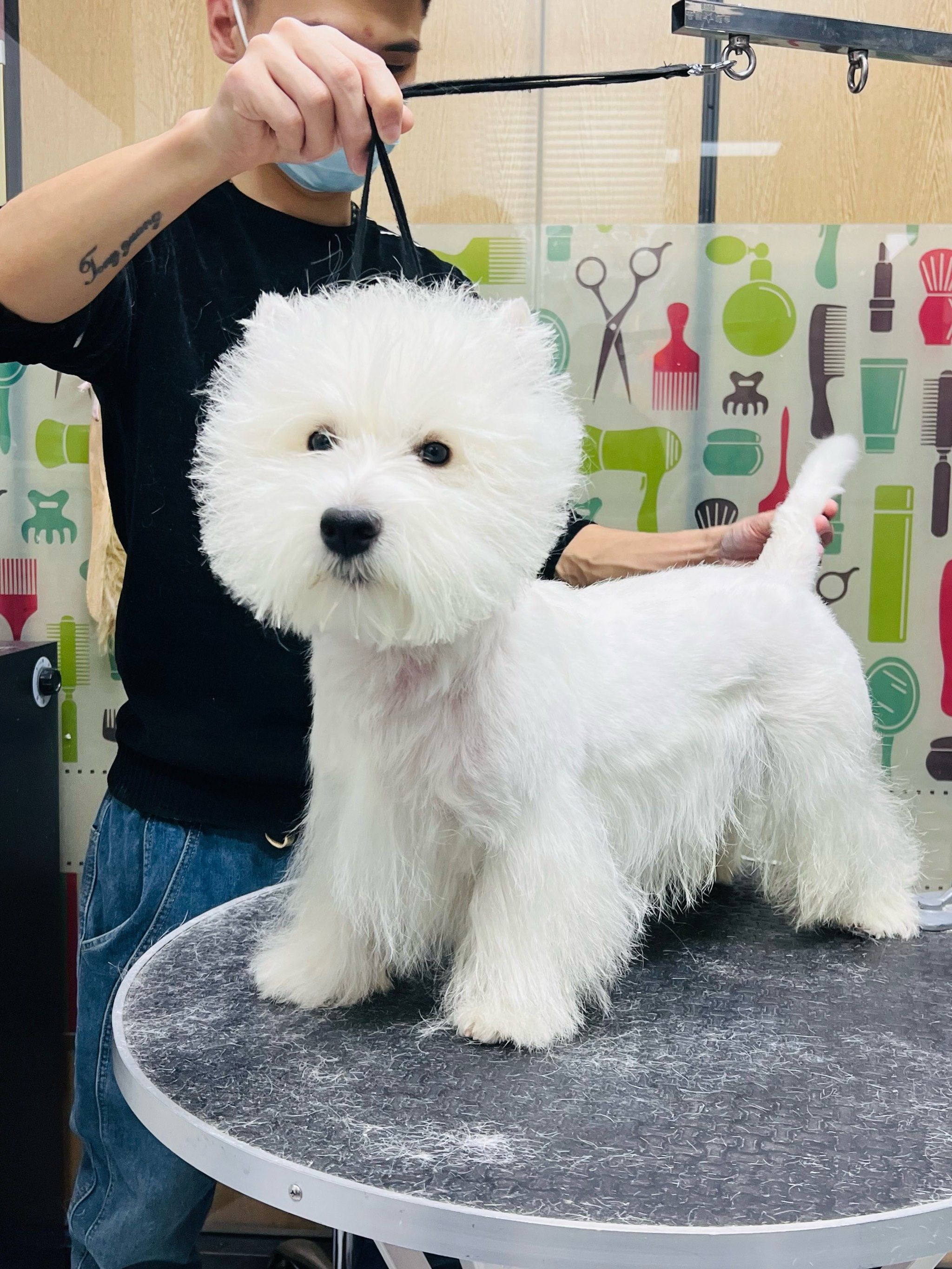 梗类犬美容