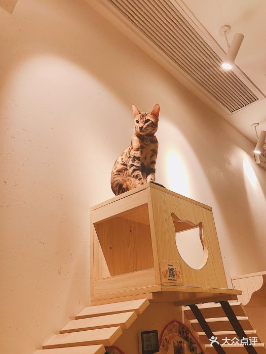 淘喵喵·猫咖啡馆猫咖猫舍(徐汇店)图片