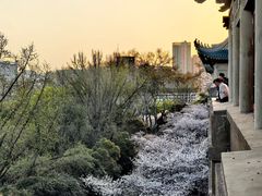 -武汉大学-樱园
