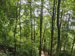 -青城山