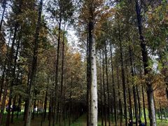 -上海海湾国家森林公园