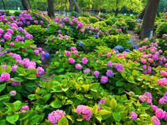 -上海共青森林公园